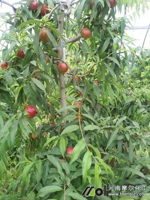 ���Ҙ�ʹ������ͬ�ˮ�ܷ���Ч����