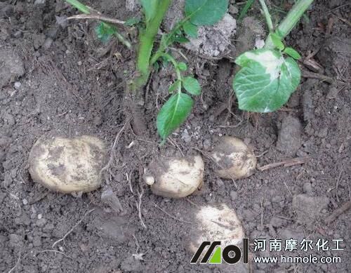 �����K�o�γ������