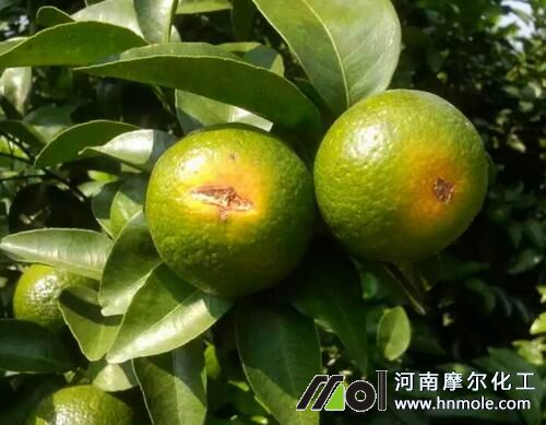 柑橘主要缺素癥狀-缺鐵 柑橘主要缺素癥狀-缺鐵