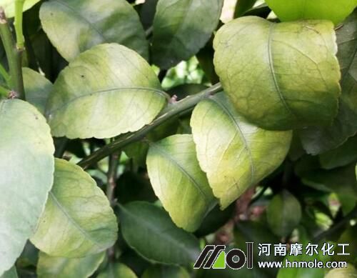 柑橘缺鎂表現(xiàn) 柑橘缺鎂表現(xiàn)
