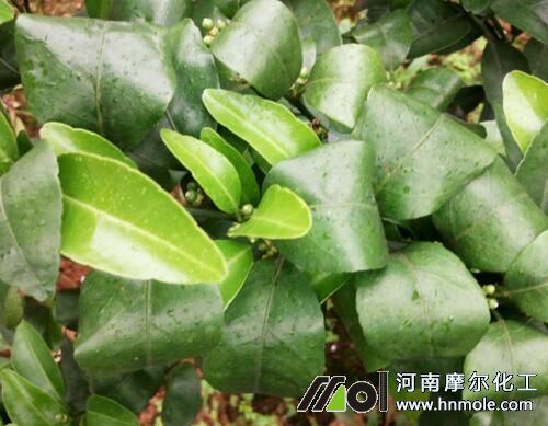 柑橘缺硼元素表現(xiàn)及矯正 柑橘缺硼元素表現(xiàn)及矯正