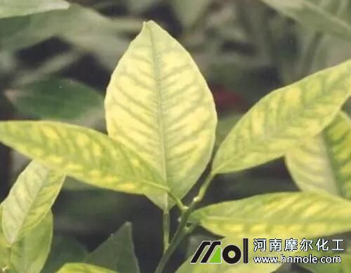 柑橘缺錳元素癥狀 柑橘缺錳元素癥狀