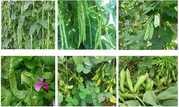 �m�ö������