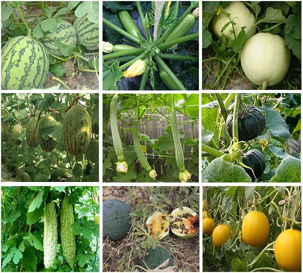 �޹τ����~����m�ù��