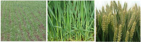 С��?zh��n)��ʕr��