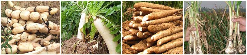 葉面肥適用塊莖作物 葉面肥適用塊莖作物