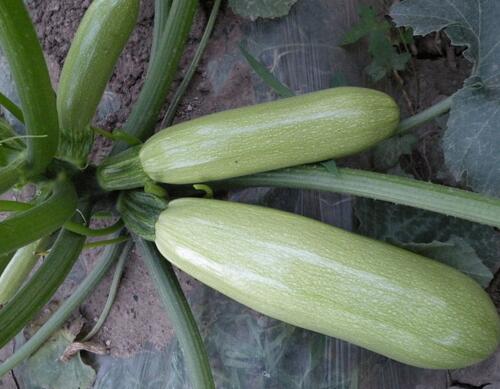 �����J�~��ʇ�ʩЧ��