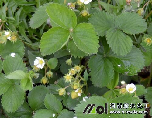 ��ݮ�Nֲˮ�ܷ��x��