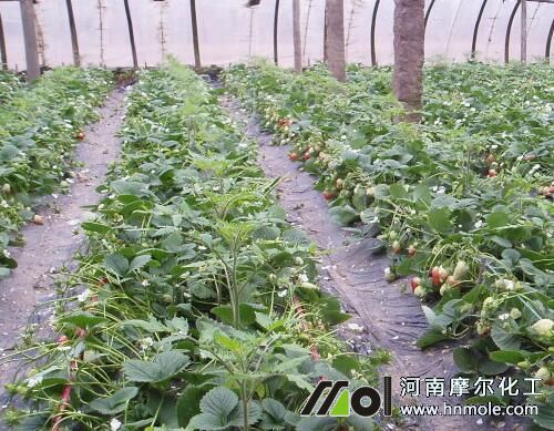 ��ݮ��ɫ����ԭ��