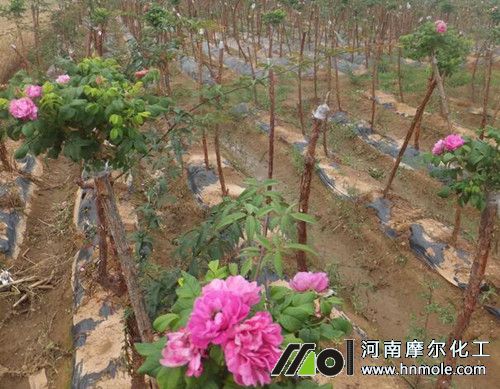 �����B(y��ng)��ʩ��ԭ�t