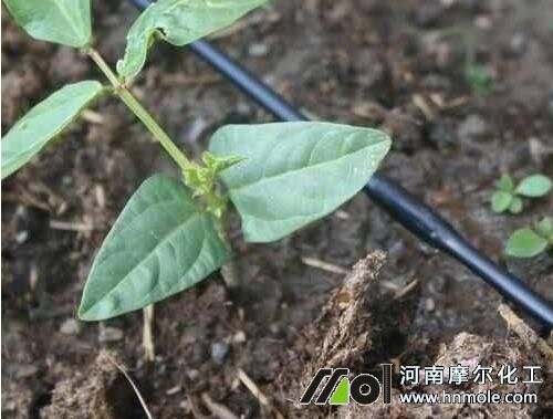 �����߲˵ι�ˮ�ܷ�