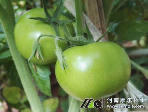 ���t�������׷ʩ����