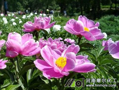 ��ˎʩ�ʺ�̎