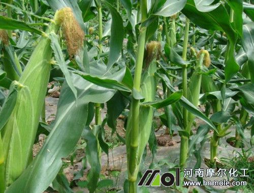 ����ʩ�ʼ��g