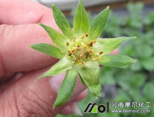 ��ݮ��ѿ�ֻ���