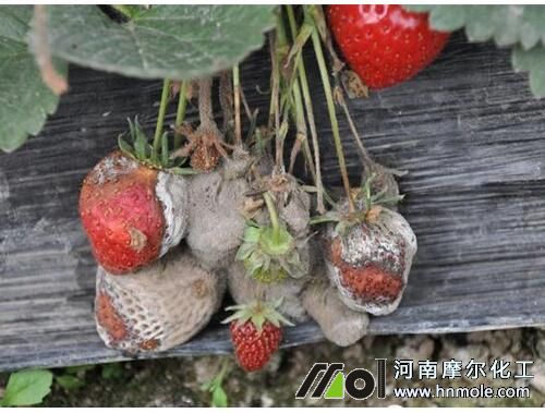 ��ݮ��ù���Y��