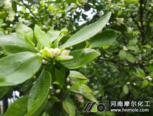 柑桔開花結果期施水溶肥 柑桔開花結果期施水溶肥