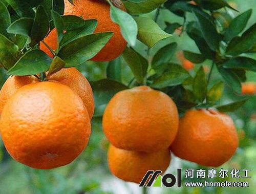 柑桔膨大期施水溶肥 柑桔膨大期施水溶肥