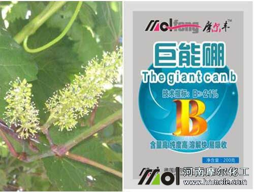 �����_��ǰ�������