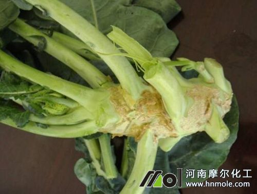 ���m��ȱ�}��