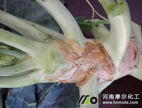 ���m��ȱ��