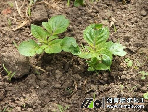 �����lѿ��