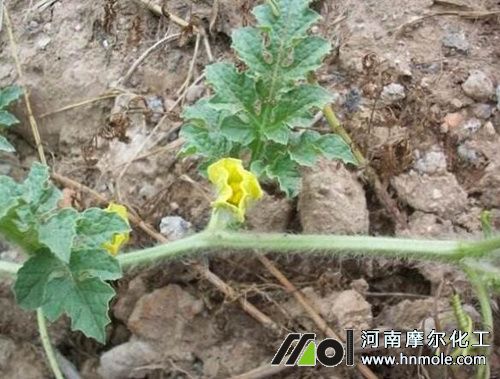 ����������׷�ߵ���