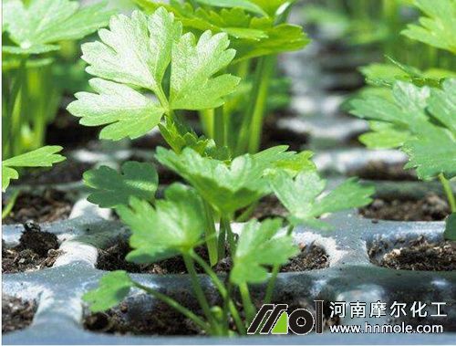 �۲�����