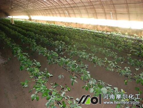 ��ݮ��ֲ��׷��