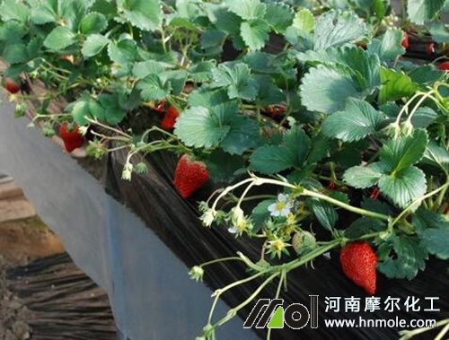 ��ݮ׷ʩ��ѿ��