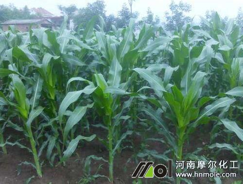 玉米拔節期 玉米拔節期