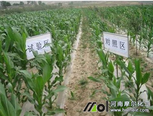 玉米苗期 玉米苗期