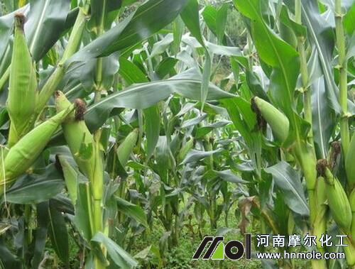 玉米成熟期 玉米成熟期