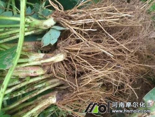 ��ݮ��ɺ����½���