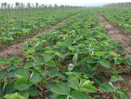 ��ݮ��ǰ����