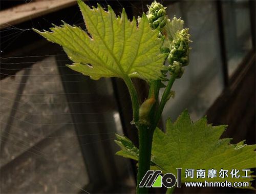 ���Ѱlѿ��