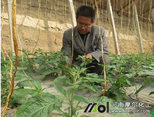 番茄定植苗期追施氮肥 番茄定植苗期追施氮肥