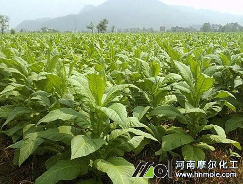 煙草需肥高峰期追高磷鉀肥 煙草需肥高峰期追高磷鉀肥