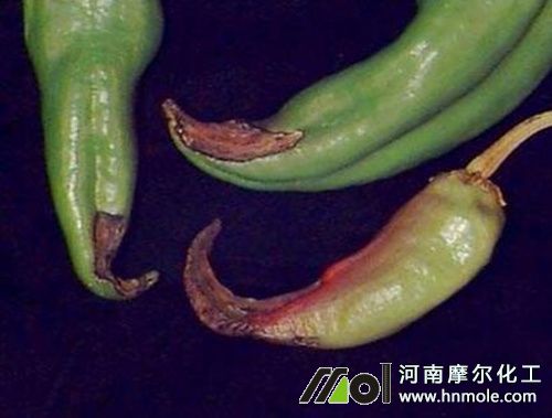 ��������ȱ�}�Y����F