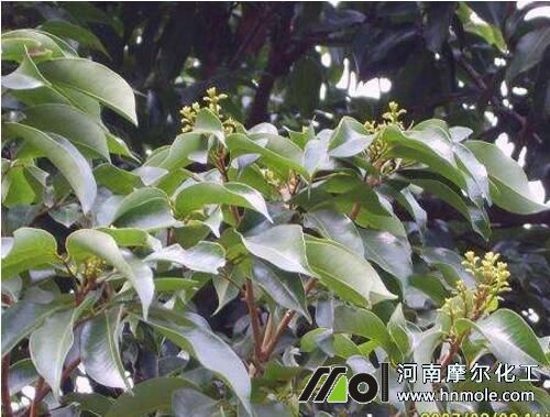 荔枝花前追施水溶肥 荔枝花前追施水溶肥