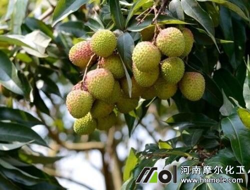 荔枝結(jié)果追施水溶肥 荔枝結(jié)果追施水溶肥