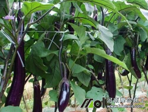 ����ʩʲô��