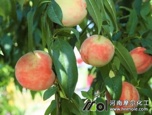 桃子膨大追肥 桃子膨大追肥