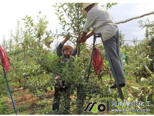 綠葉期追施一次水溶肥 綠葉期追施一次水溶肥