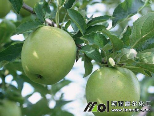 成熟期追施兩次水溶肥 成熟期追施兩次水溶肥