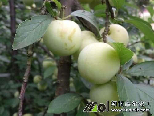 ���������׷��