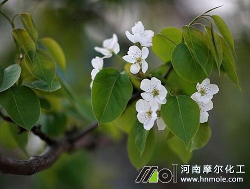 ���ӹ��仨ǰʩ��