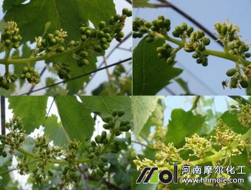 ���ј��L������ʲô����