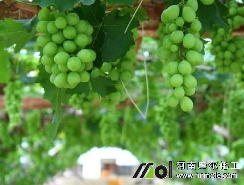 ���ј��L������ʲô����