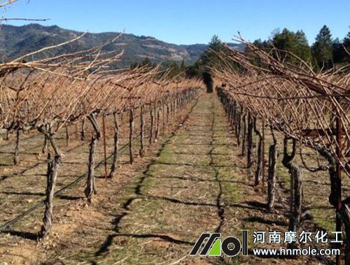 ���ј��L������ʲô����